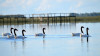 Cisnes en la laguna